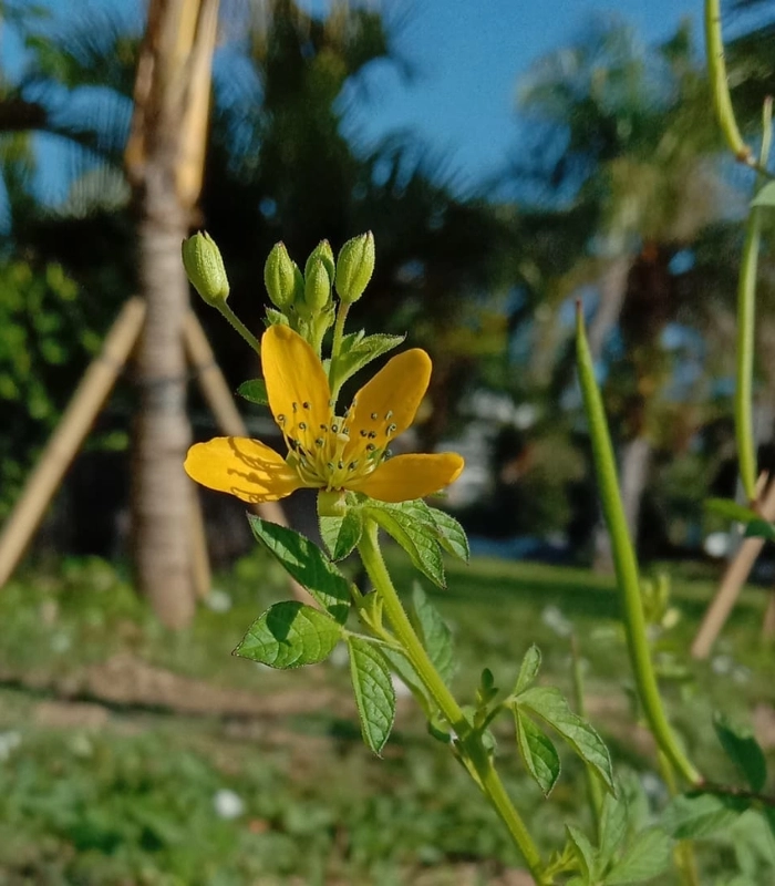 Cây mần ri hoa vàng ở nông thôn