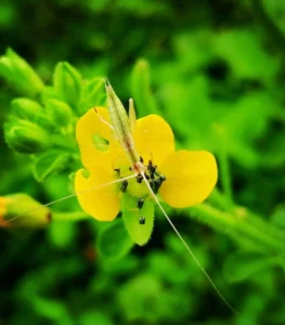 Hình ảnh cận cảnh hoa mần ri vàng