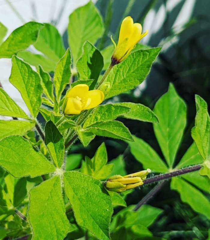 Hình ảnh cây mần ri hoa vàng gần gũi