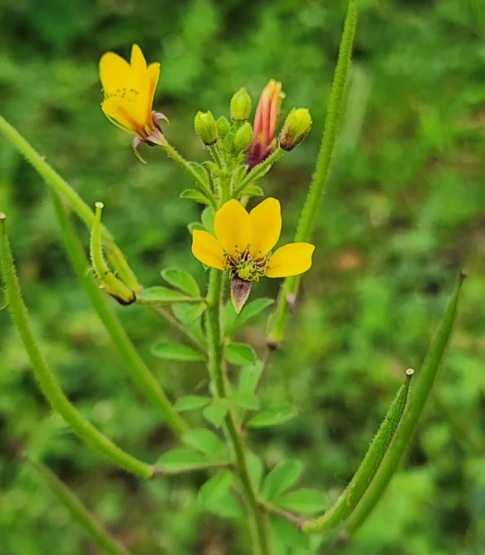 Hình ảnh cây mần ri hoa vàng