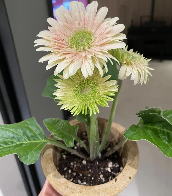 Hình ảnh chậu hoa đồng tiền tinh tế