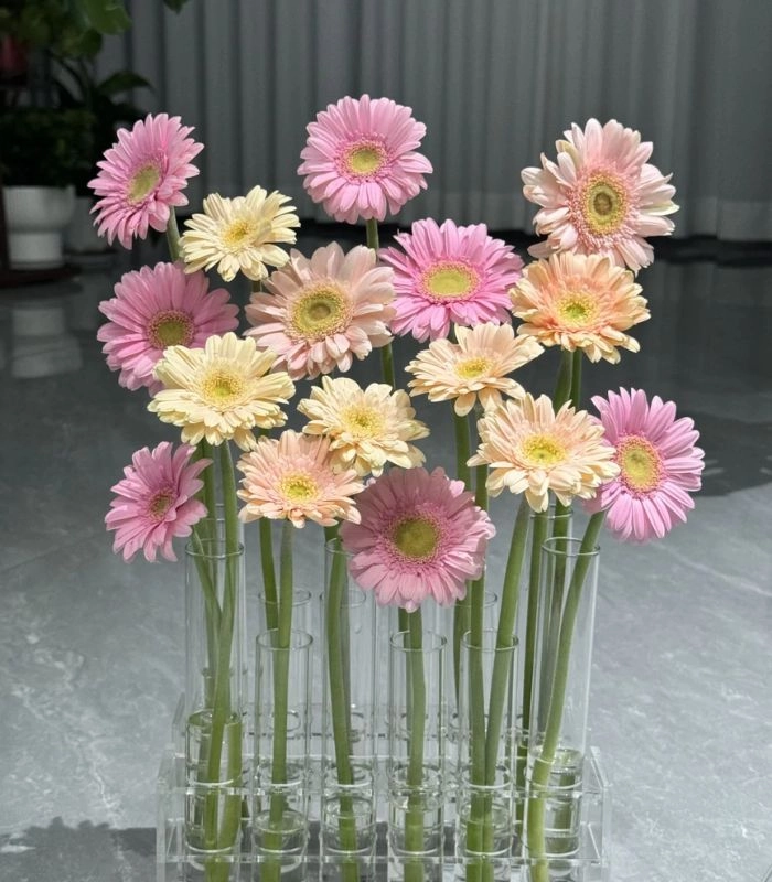 Hình ảnh hoa đồng tiền đơn giản mà đẹp
