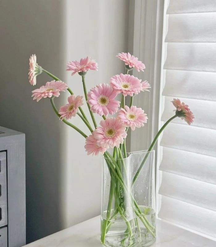 Hình ảnh hoa đồng tiền đơn nhẹ nhàng