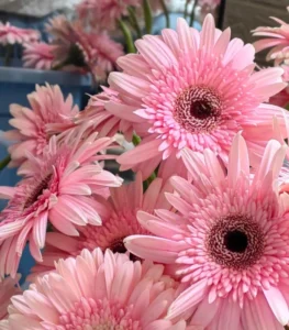 Hình ảnh hoa đồng tiền kép nổi bật