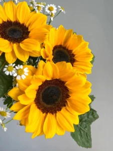 Hình ảnh hoa hướng dương góc chụp cận