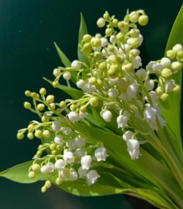 Hình ảnh hoa linh lan dùng làm avatar