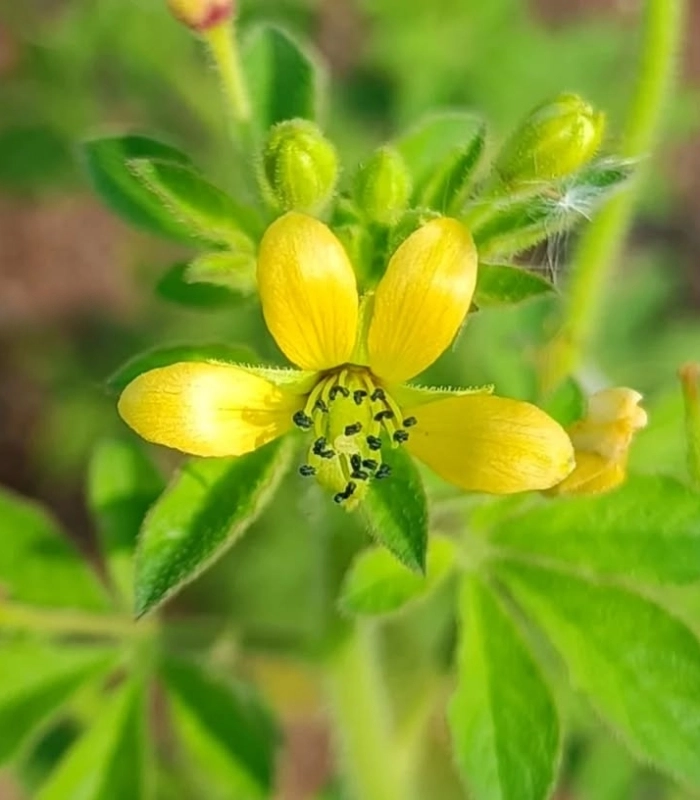 Hình ảnh hoa vàng mần ri