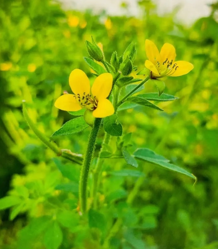 Hình ảnh mần ri vàng nở tươi