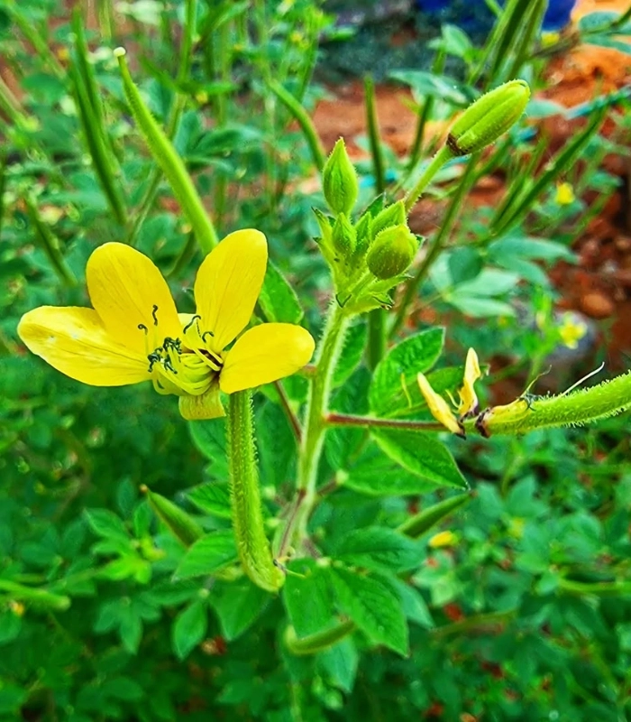 Mần ri hoa vàng nở rộ