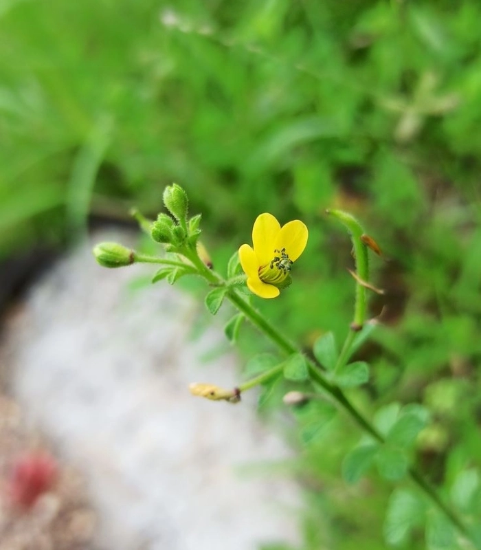 Mần ri hoa vàng trong tự nhiên