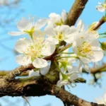 ảnh bông hoa mận đẹp