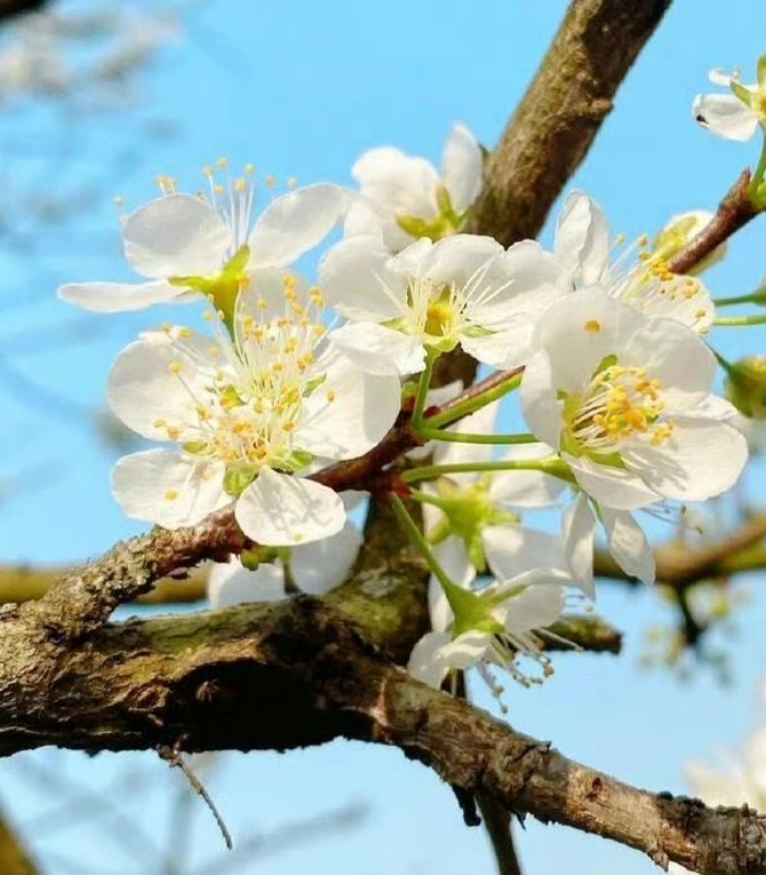 ảnh bông hoa mận đẹp