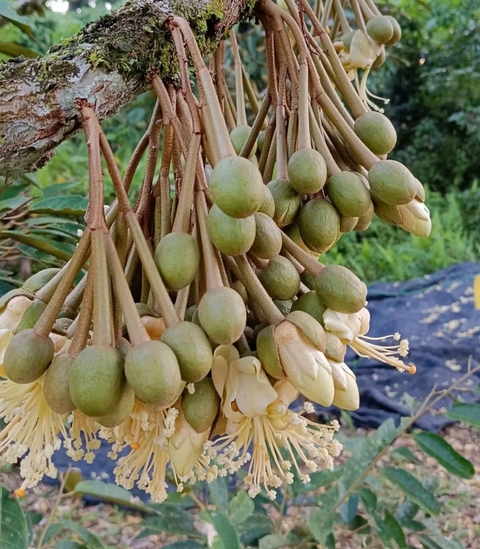 ảnh chùm hoa sầu riêng
