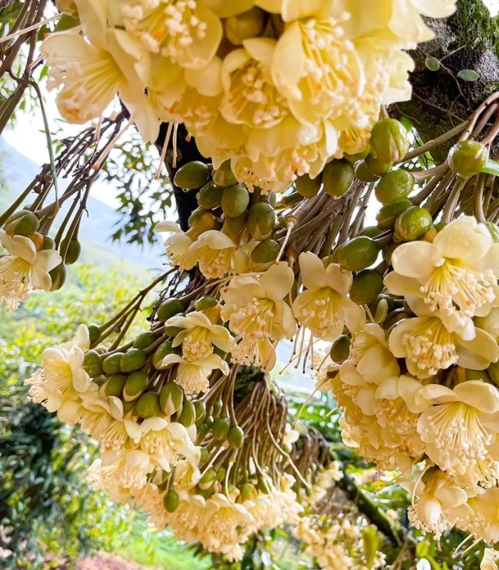 ảnh chụp hoa sầu riêng nở rộ