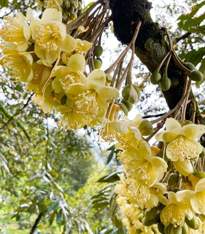 ảnh chụp những bông hoa sầu riêng