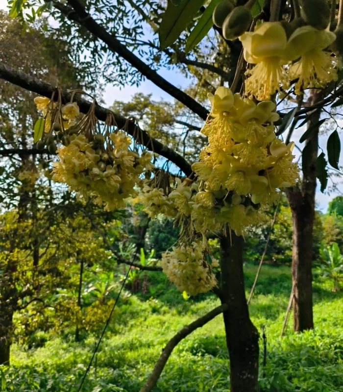 ảnh đẹp hoa sầu riêng
