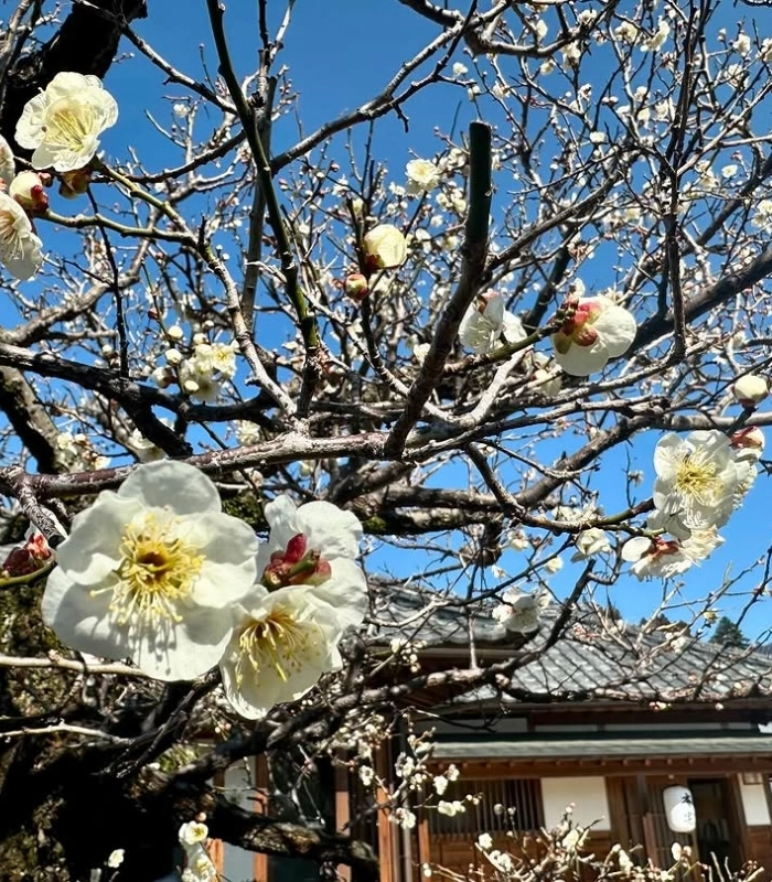 ảnh hoa mận đẹp nhất