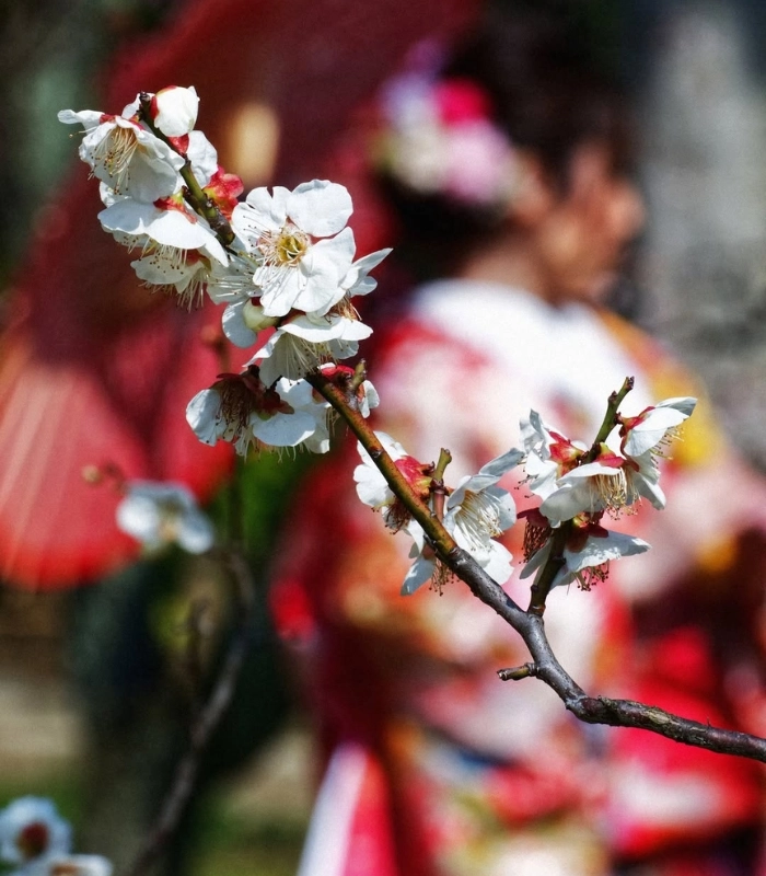 ảnh hoa mận đẹp