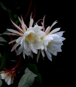 ảnh hoa quỳnh chụp ban đêm