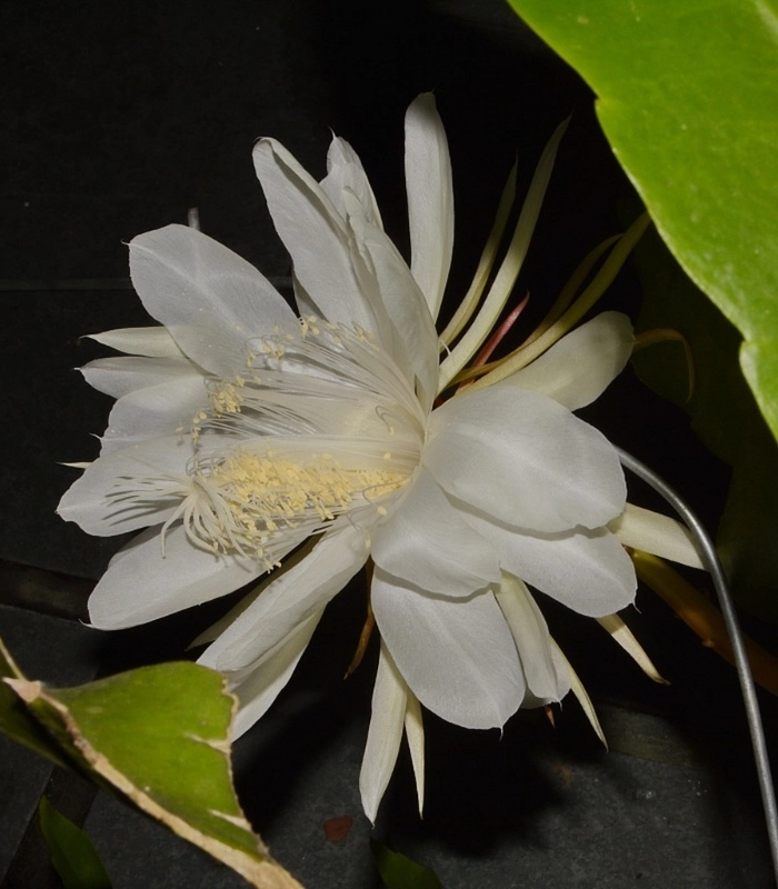 ảnh hoa quỳnh đang bung nở