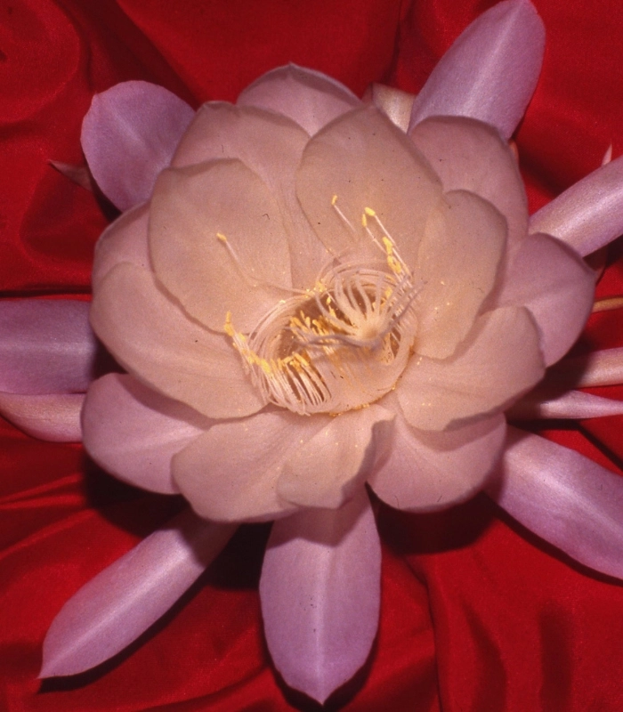 ảnh hoa quỳnh lung linh