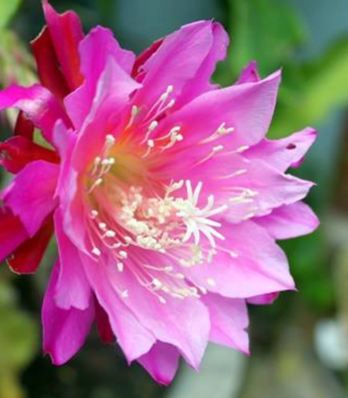 ảnh hoa quỳnh rực rỡ