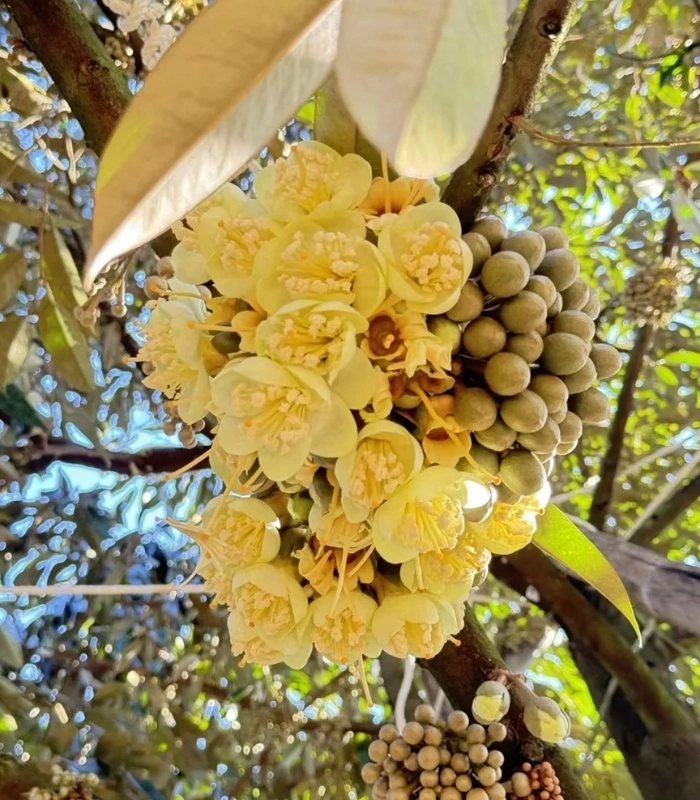 ảnh những bông hoa sầu riêng
