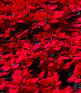 ảnh trạng nguyên hoa với màu đỏ tươi đầy sức sống