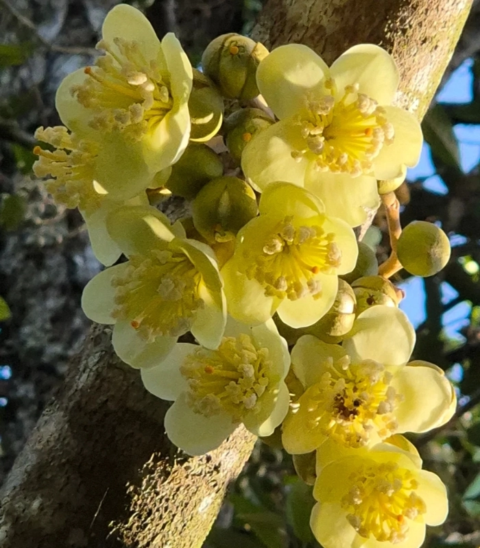 bông hoa sầu riêng tươi