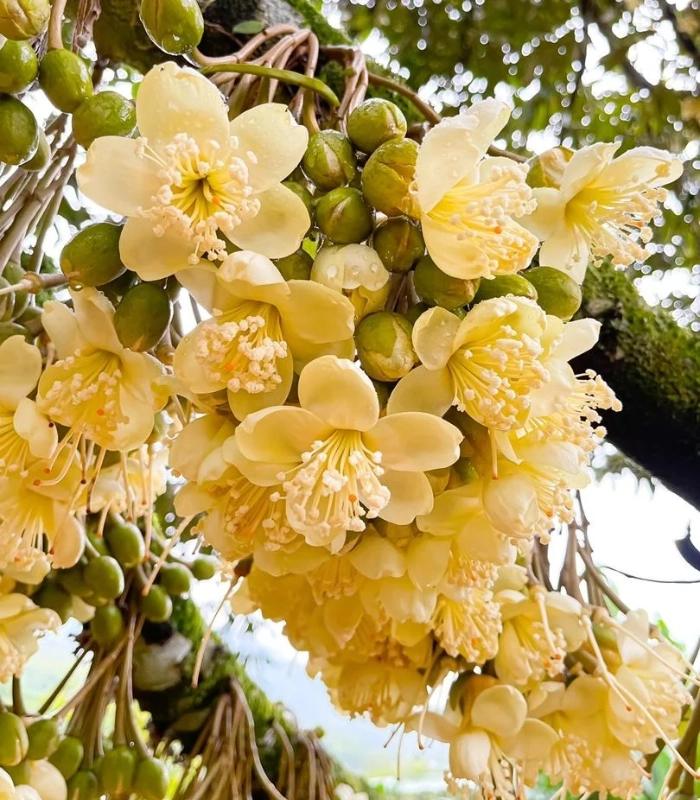 chùm hoa sầu riêng nở rộ