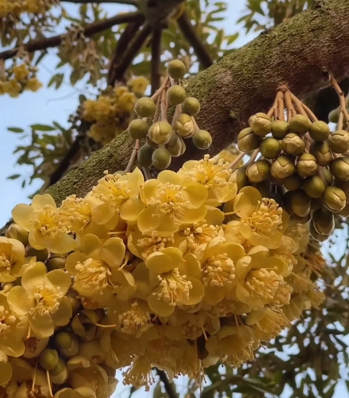 hình ảnh chùm hoa sầu riêng nở