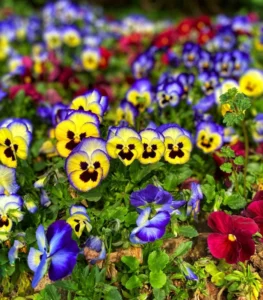 hình ảnh hoa păng xê với màu sắc rực rỡ