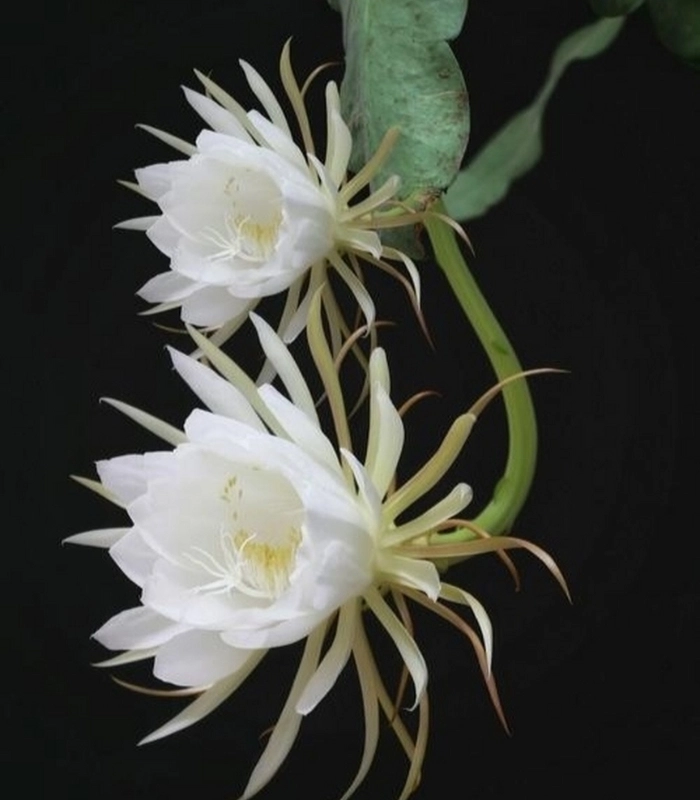 hình ảnh hoa quỳnh đẹp