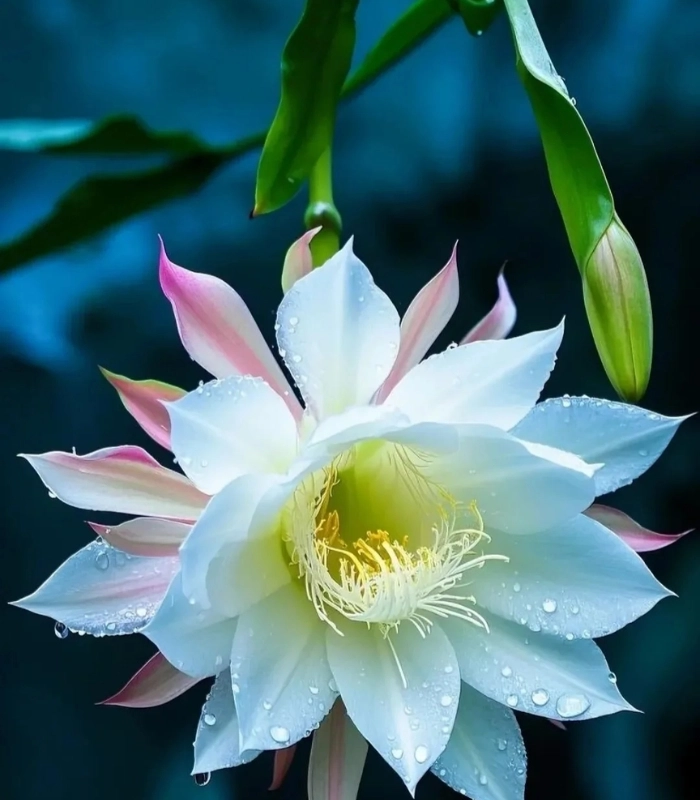 hình ảnh hoa quỳnh mong manh