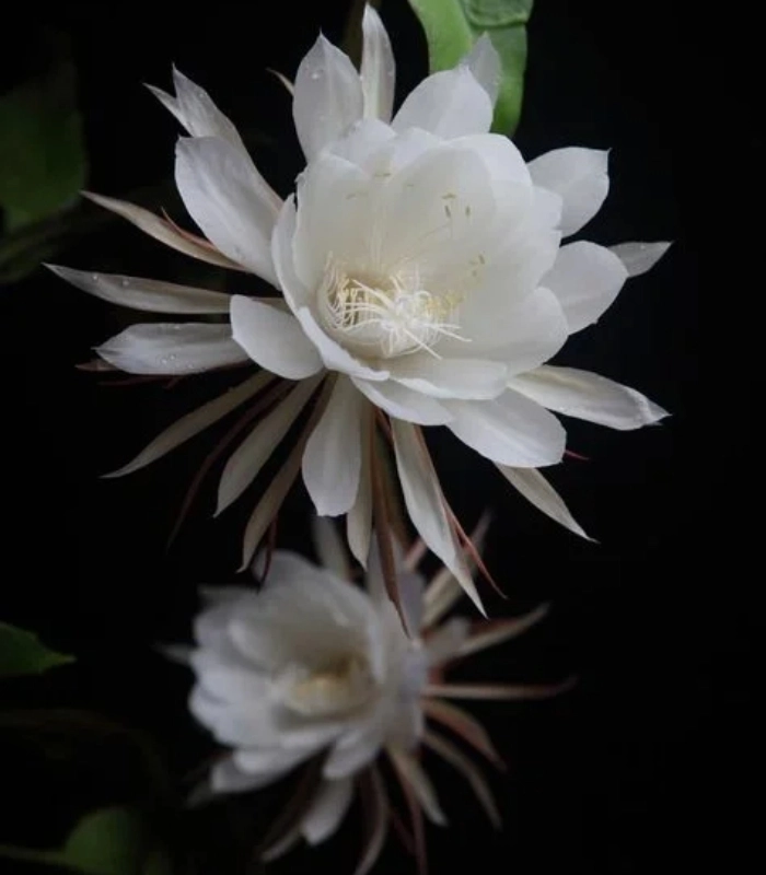 hình ảnh hoa quỳnh nhẹ nhàng