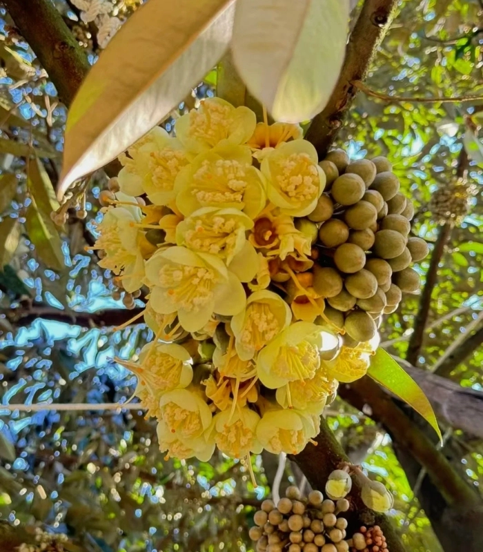 hình ảnh hoa sầu riêng nở đẹp