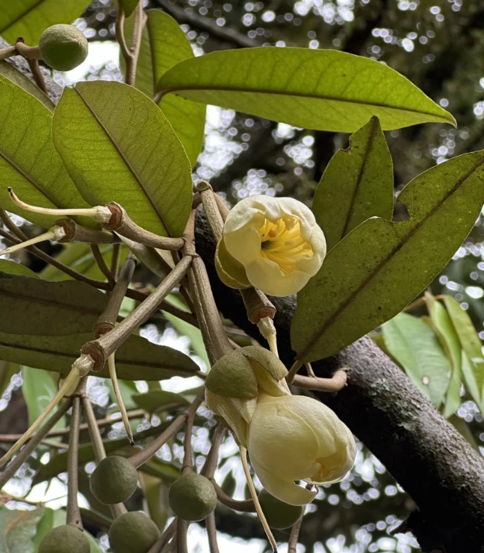 hình ảnh hoa sầu riêng