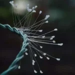 hình ảnh hoa ưu đàm