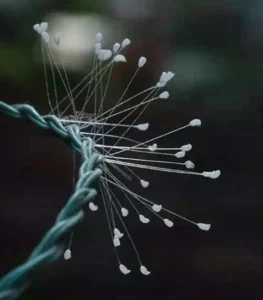 hình ảnh hoa ưu đàm