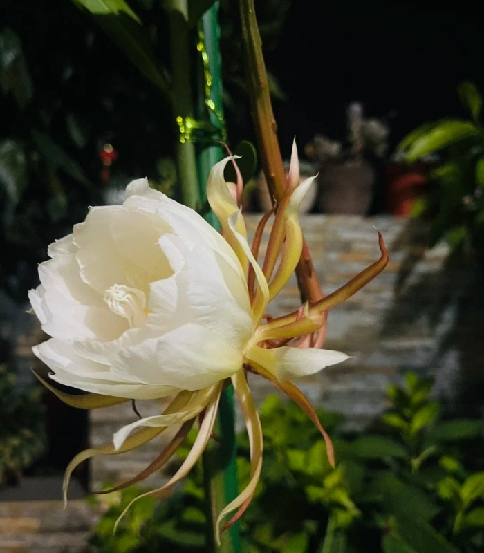hình hoa quỳnh đơn giản