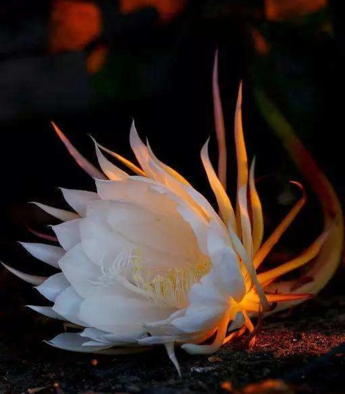 hình hoa quỳnh khoe sắc