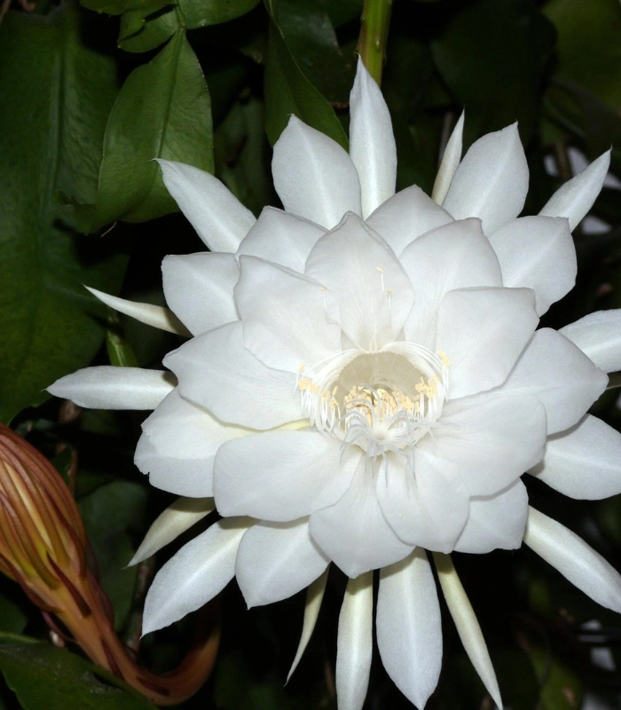 hình hoa quỳnh mềm mại