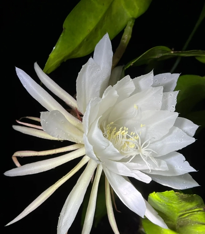 hình hoa quỳnh tinh tế