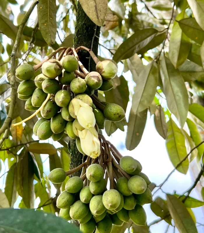hình hoa sầu riêng chớm nở