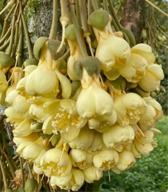 hình hoa sầu riêng