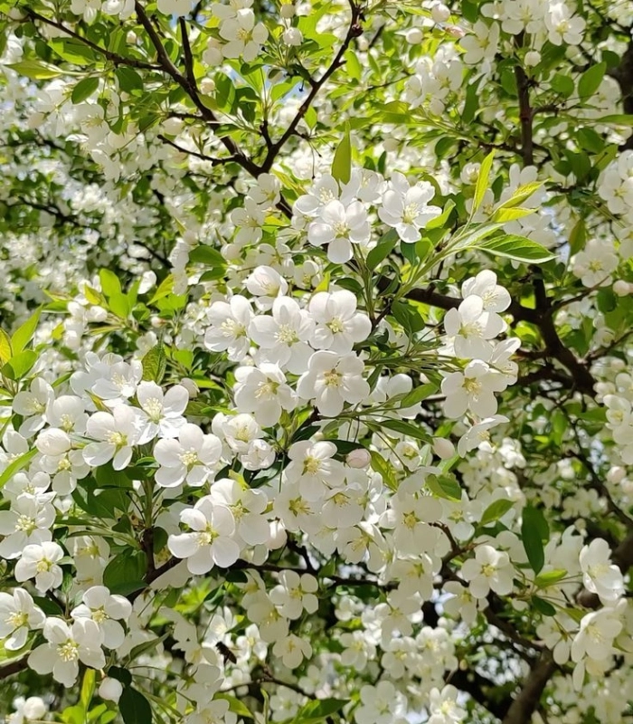 hoa mận nở rộ