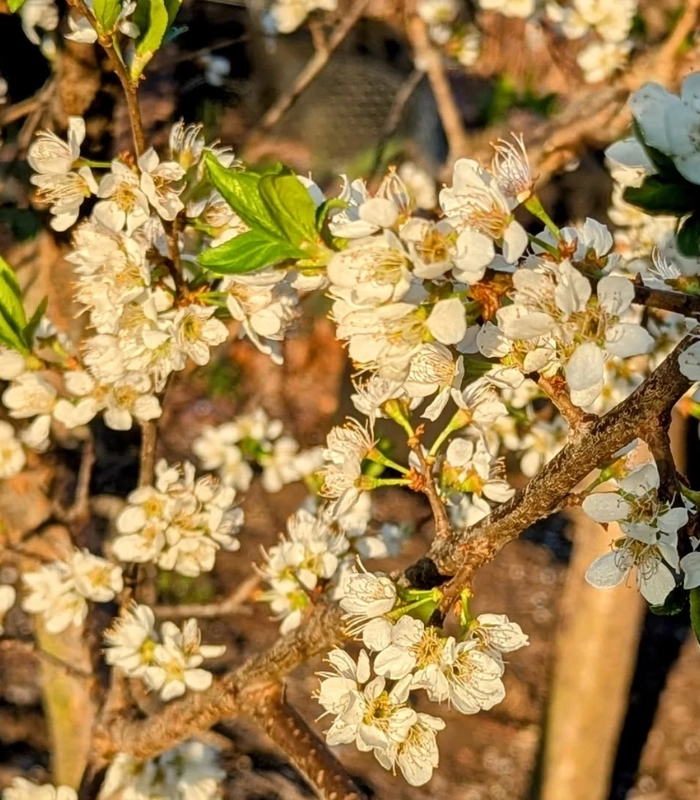 hoa mận trong nắng