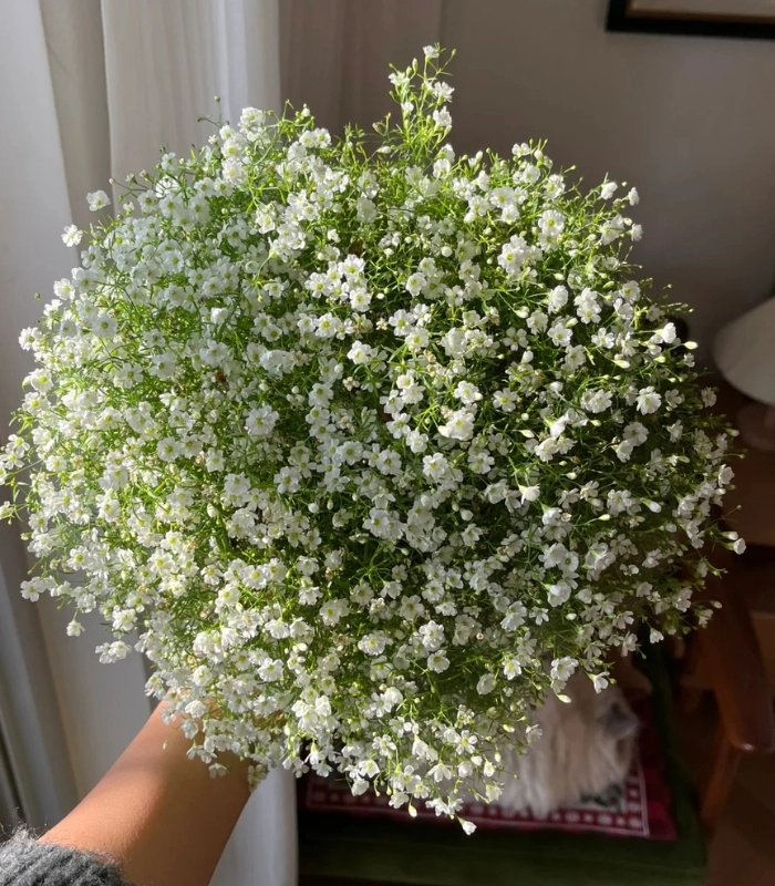 hoa nhí khoe sắc