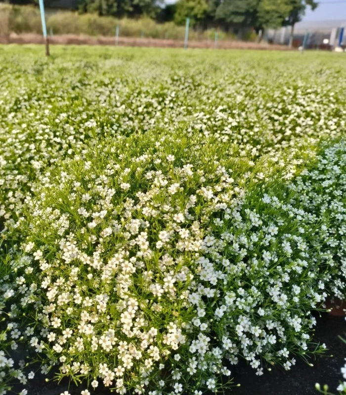 hoa nhí nở khoe sắc trong nắng