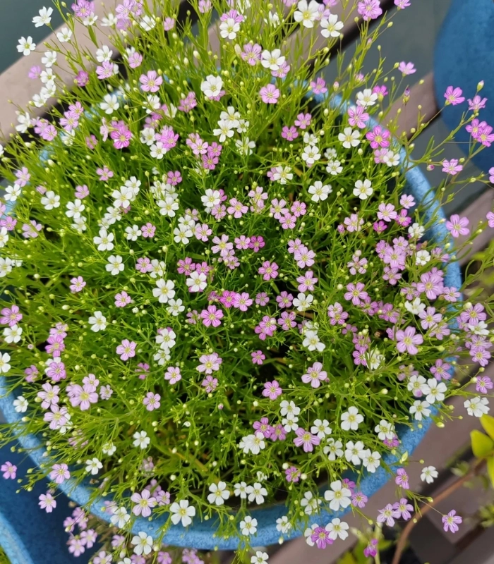 hoa nhí nở tươi đẹp